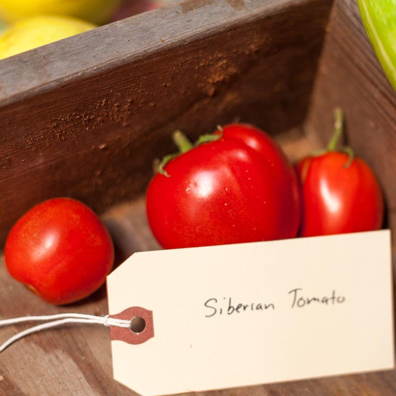 Organic Tomato, Siberia (1 oz) - Grow Organic Organic Tomato, Siberia (1 oz) Vegetable Seeds