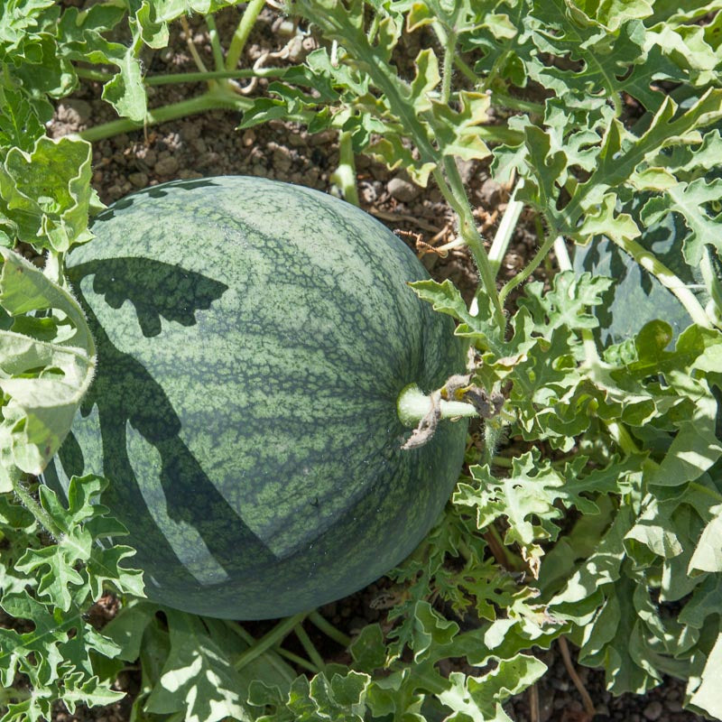 Organic Watermelon, Sugar Baby (1/4 lb) - Grow Organic Organic Watermelon, Sugar Baby (1/4 lb) Vegetable Seeds