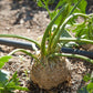 Prinz Celeriac Seeds (Organic) - Grow Organic Prinz Celeriac Seeds (Organic) Vegetable Seeds