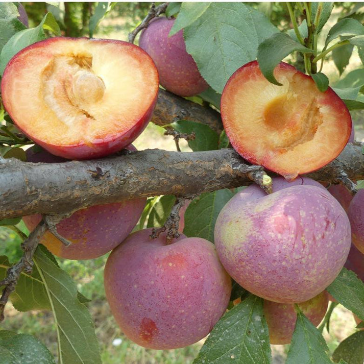 Flavor King Pluot Tree for Sale - Grow Organic