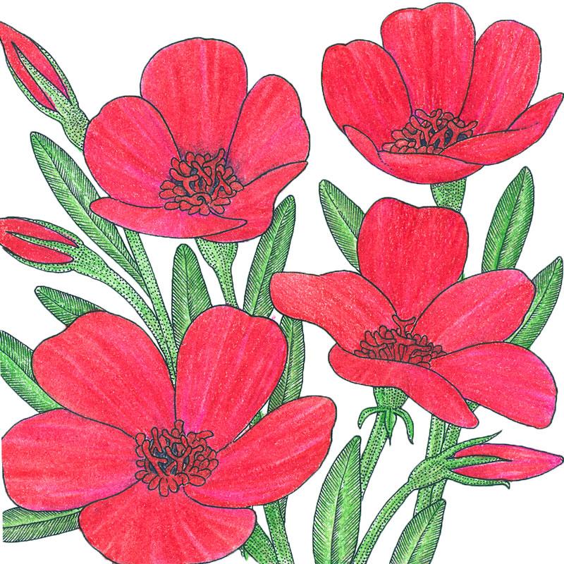 Flax, Scarlet (1/4 lb) - Grow Organic Flax, Scarlet (1/4 lb) Flower Seed & Bulbs