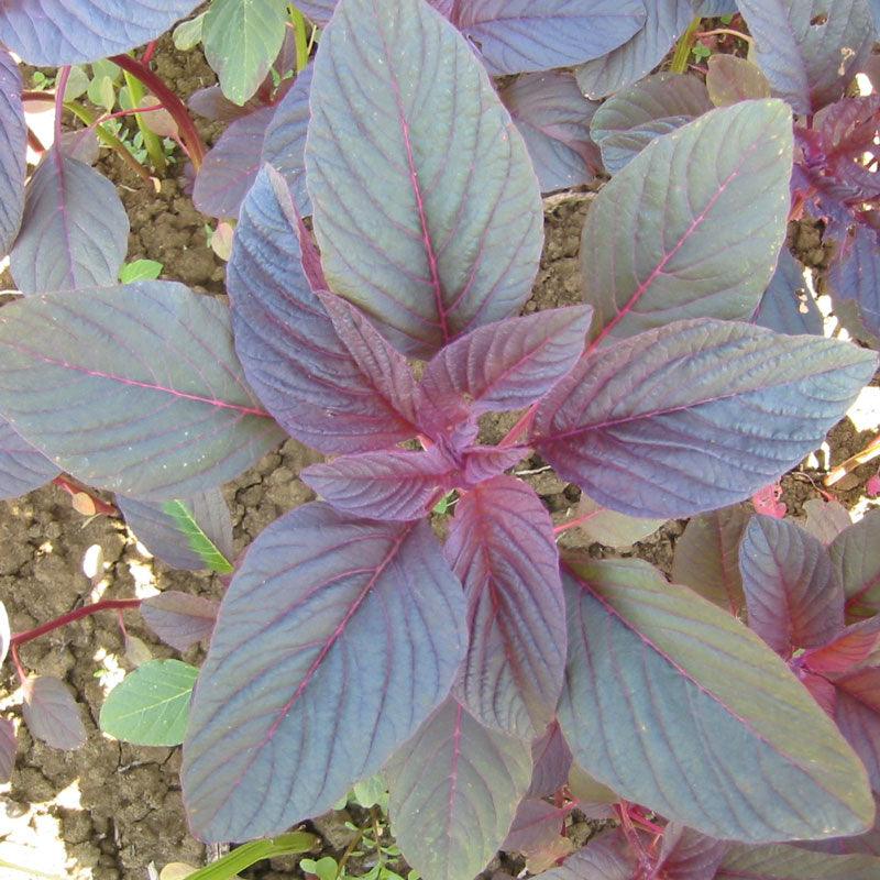 Organic Greens, Red Amaranth (1 oz) - Grow Organic Organic Greens, Red Amaranth (1 oz) Vegetable Seeds