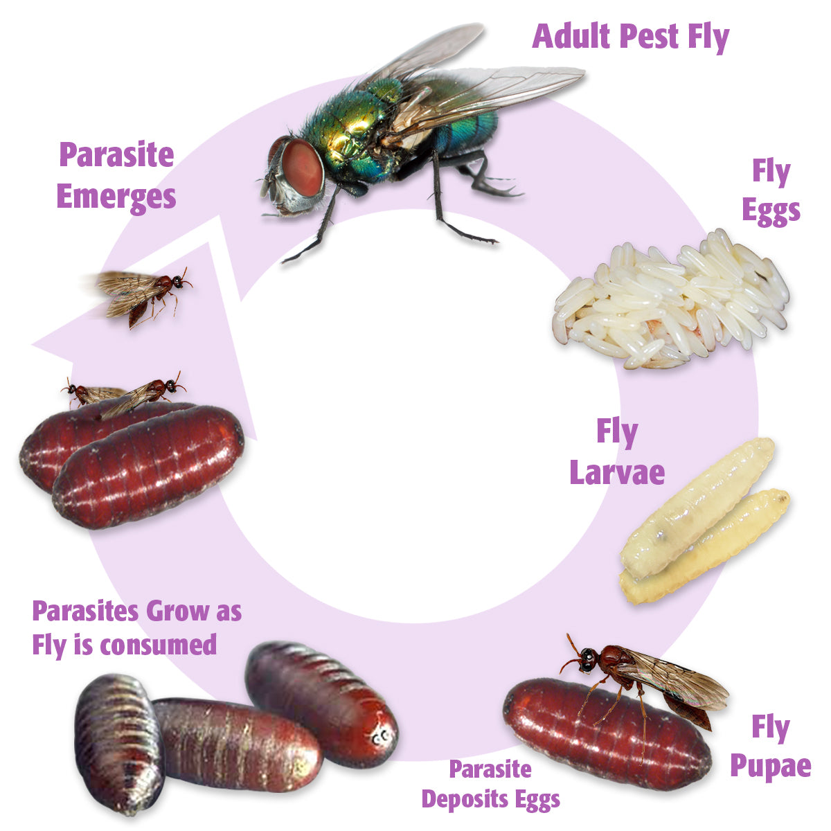 Fly Parasite Complex (Unit Of 15,000) - Grow Organic Fly Parasite Complex (Unit Of 15,000) Weed and Pest