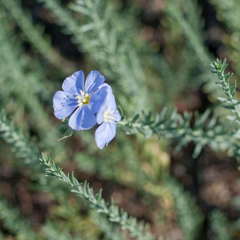 Flax, Blue (pack) - Grow Organic Flax, Blue (pack) Flower Seed & Bulbs
