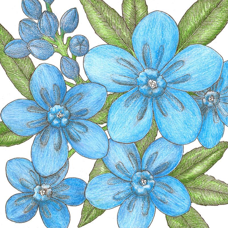 Forget-Me-Not, Chinese (1/4 lb) - Grow Organic Forget-Me-Not, Chinese (1/4 lb) Flower Seed & Bulbs