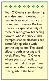 Renee's Garden Four O'Clock Broken Colors (Heirloom) Renee's Garden Four O'Clock Broken Colors (Heirloom) Flower Seed & Bulbs