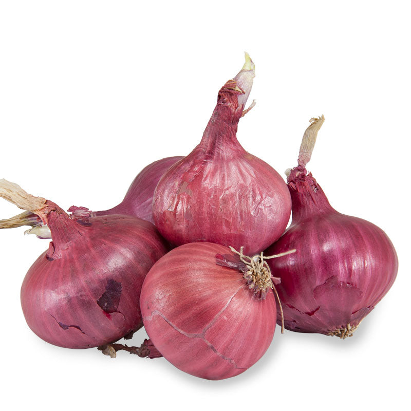 Onion Sets Dutch - Red Baron (Pack of 75) - Grow Organic Onion Sets Dutch - Red Baron (Pack of 75) Garlic, Onions & Leeks