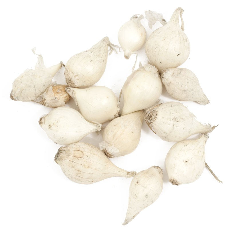 Onion Sets Dutch - White Snowball (Pack of 75) Onion Sets Dutch - White Snowball (Pack of 75) Garlic, Onions & Leeks