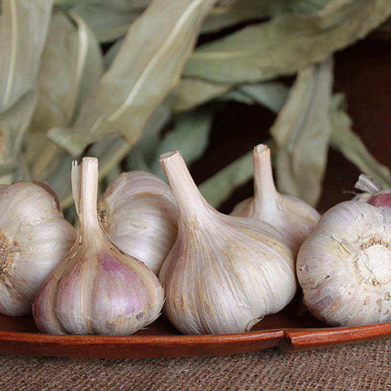  Organic Garlic, German Xtra Hardy Garlic (Lb) Garlic, Onions & Leeks