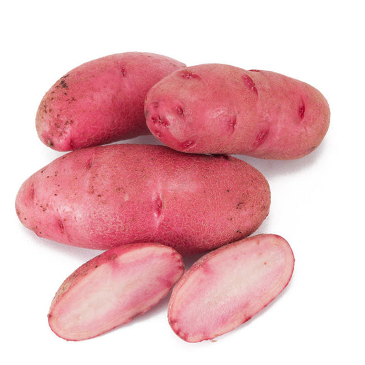 Organic Red Thumb Fingerling Seed Potatoes (lb) Grow Organic