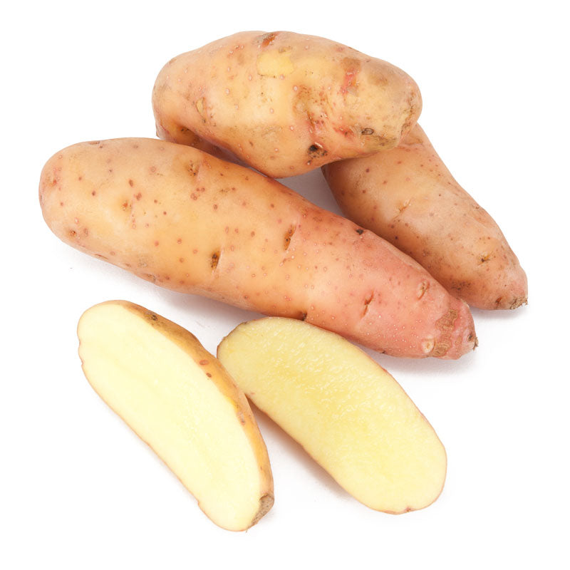 Rose Finn Organic Fingerling Potato (lb) Grow Organic