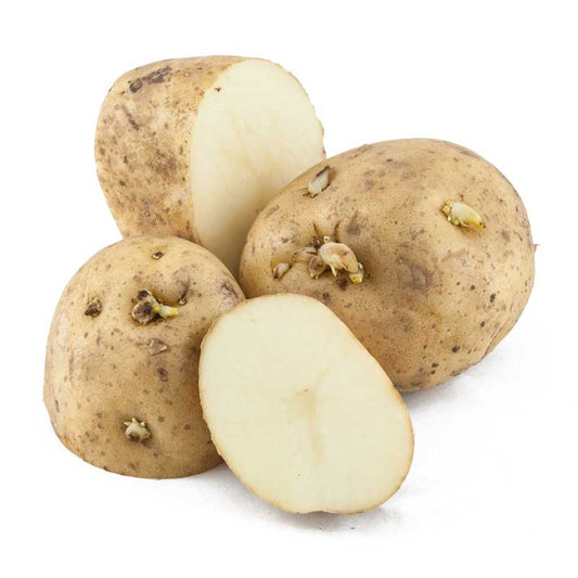 Organic Kennebec White Seed Potatoes (lb) Grow Organic