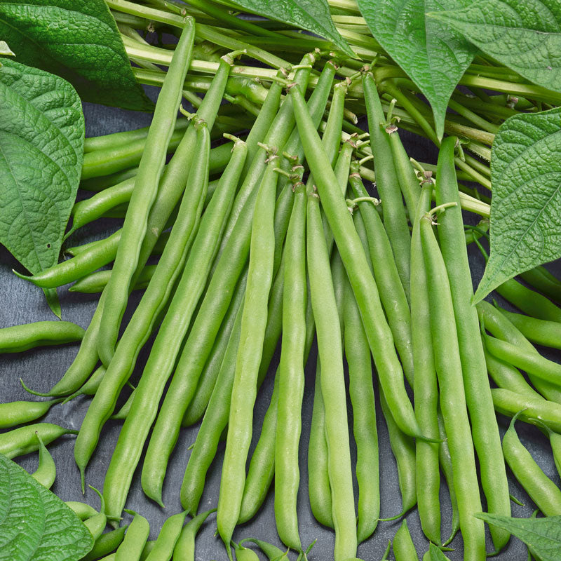 French Garden Bean Seeds (Organic) - Grow Organic French Garden Bean Seeds (Organic) Vegetable Seeds