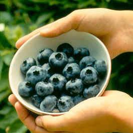 Chandler Blueberry (Mid to Late Harves for salet) Blueberry - Chandler (Mid to Late Harvest) Berries and Vines