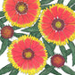 Gaillardia, Blanketflower (1/4 lb) - Grow Organic Gaillardia, Blanketflower (1/4 lb) Flower Seed & Bulbs