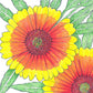 Gaillardia, Indian Blanket (1/4 lb) - Grow Organic Gaillardia, Indian Blanket (1/4 lb) Flower Seed & Bulbs