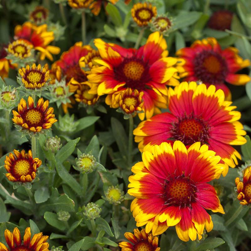 Gaillardia, Indian Blanket (1/4 lb) Grow Organic