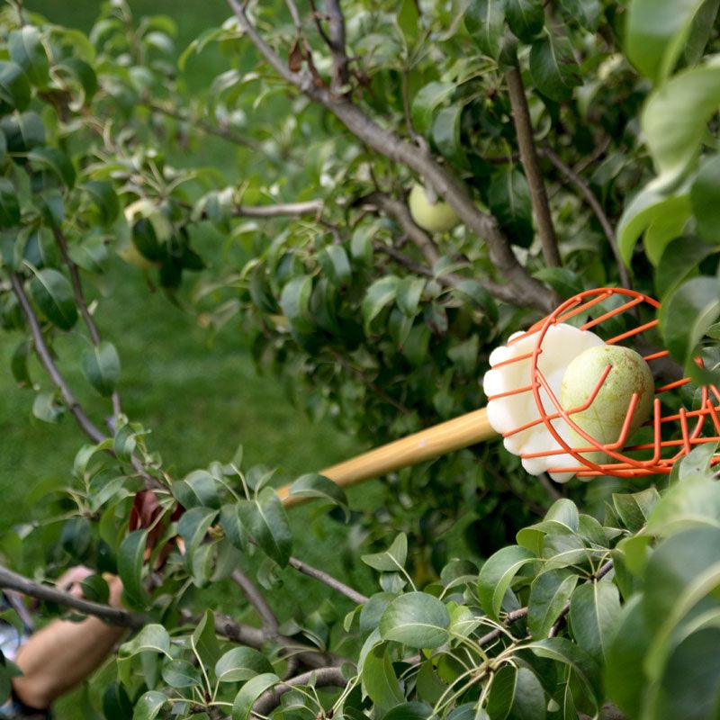 Pole Fruit Picker - Grow Organic Pole Fruit Picker Quality Tools