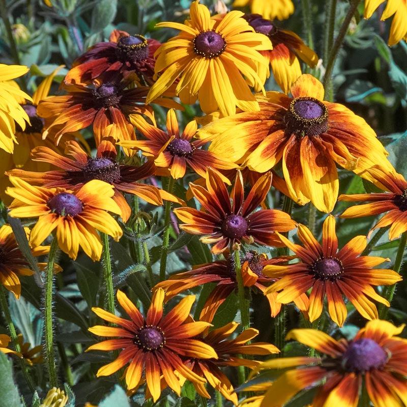 Daisy, Gloriosa (1/4 lb) - Grow Organic Daisy, Gloriosa (1/4 lb) Flower Seed & Bulbs