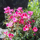 Godetia, Semi-Tall Single Mix (1/4 lb) - Grow Organic Godetia, Semi-Tall Single Mix (1/4 lb) Flower Seed & Bulbs