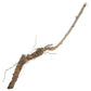 Goji Berry Root Crown Cutting Grow Organic
