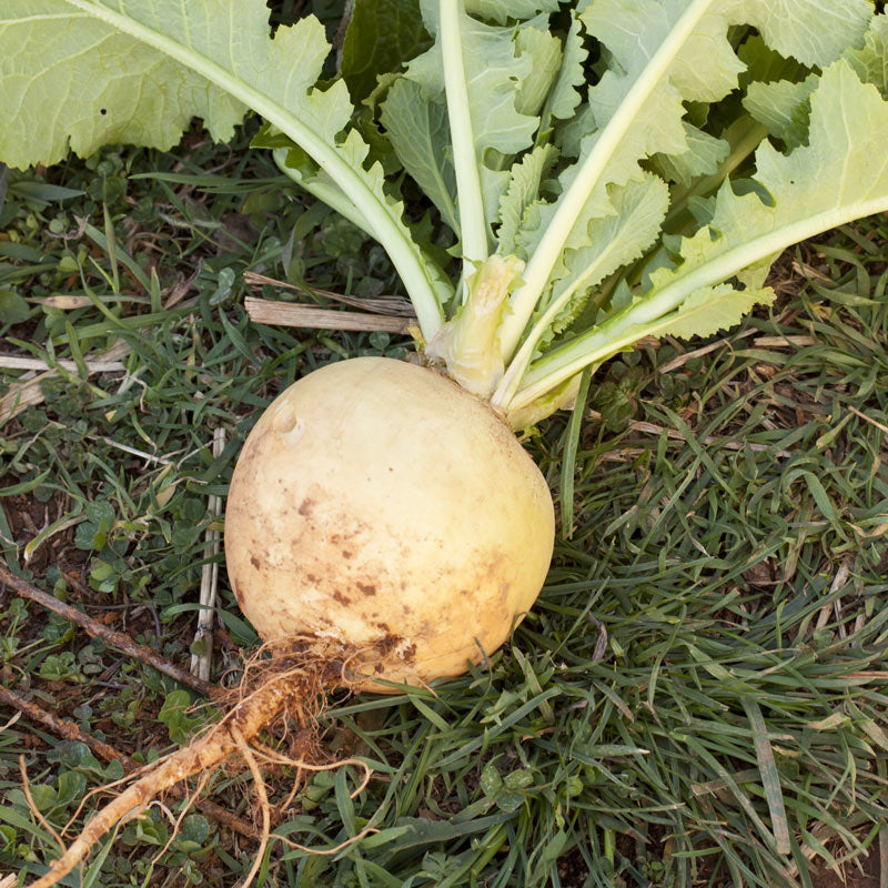 Organic Turnip, Golden Globe (1/4 lb) - Grow Organic Organic Turnip, Golden Globe (1/4 lb) Vegetable Seeds