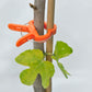 Zenport Vine & Branch Clip, Large - Grow Organic Zenport Vine & Branch Clip, Large Growing