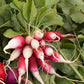 Organic Radish, French Breakfast (1/4 lb) - Grow Organic Organic Radish, French Breakfast (1/4 lb) Vegetable Seeds