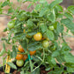 Organic Cherry Tomato, Red Grape Riesenstraube (1 oz) Organic Cherry Tomato, Red Grape Riesenstraube (1 oz) Vegetable Seeds
