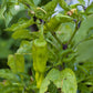 Organic Pepperoncini, Greek Golden (1 oz) - Grow Organic Organic Pepperoncini, Greek Golden (1 oz) Vegetable Seeds