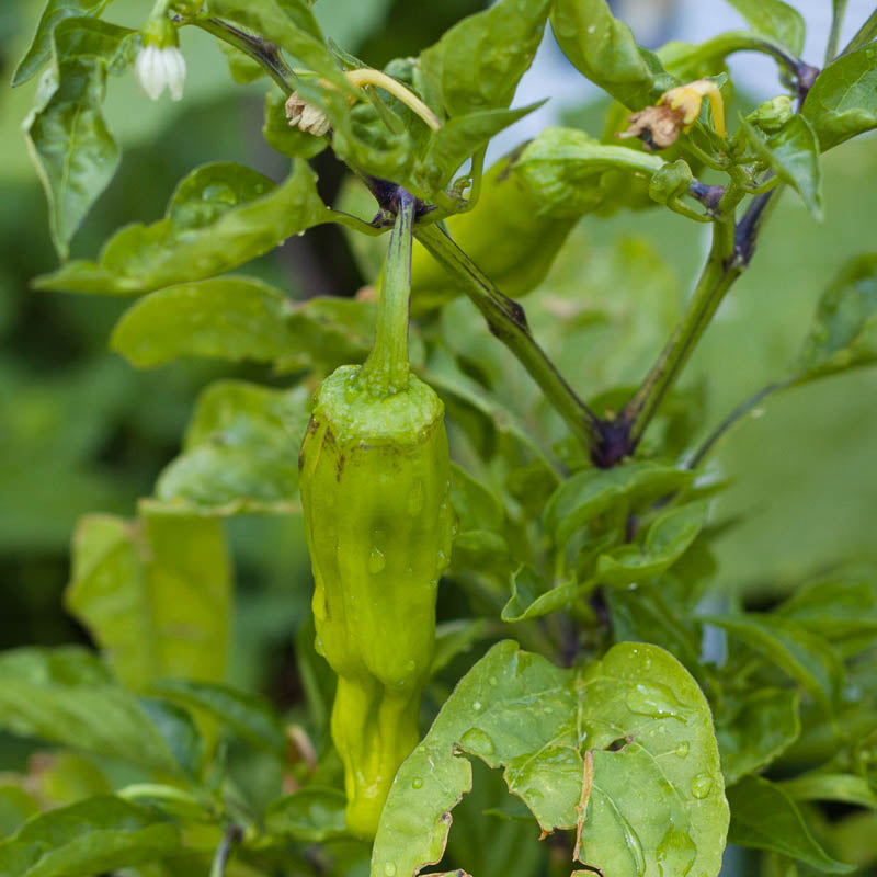 Organic Pepperoncini, Greek Golden (1 oz) - Grow Organic Organic Pepperoncini, Greek Golden (1 oz) Vegetable Seeds