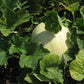 Honeydew Green Flesh Melon (Organic) - Grow Organic