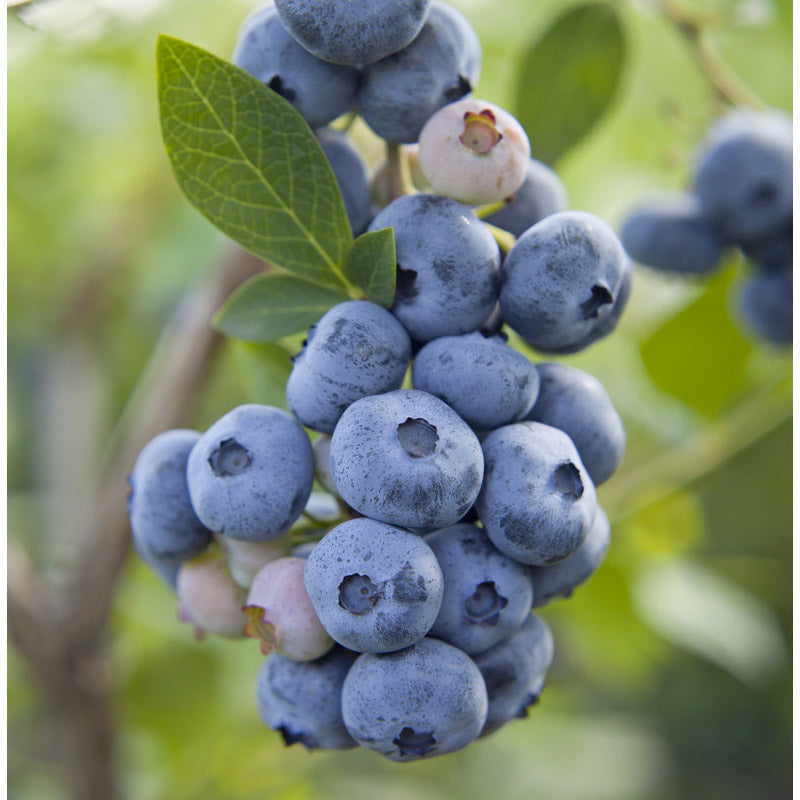 Organic Blueberry Gupton
