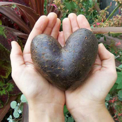 potato garden seed Organic All Blue Seed Potato (lb)