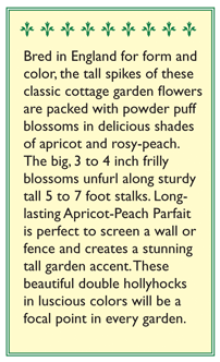 Apricot-Peach Parfait Pom Pom Hollyhock Flower Seeds - Grow Organic