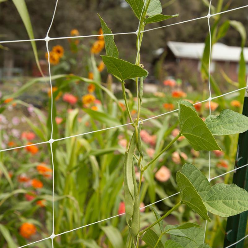 Hortonova Trellis (48" x 1000') - Grow Organic Hortonova Trellis (48" x 1000') Growing