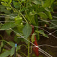 Hortonova Trellis (48" x 50') - Grow Organic Hortonova Trellis (48" x 50') Growing
