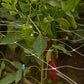 Hortonova Trellis (6 1/2' x 100') - Grow Organic Hortonova Trellis (6 1/2' x 100') Growing