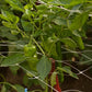 Hortonova Trellis (48" x 3280' Roll) - Grow Organic Hortonova Trellis (48" x 3280' Roll) Growing