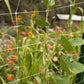 Hortonova Trellis (6 1/2' x 1000') - Grow Organic Hortonova Trellis (6 1/2' x 1000') Growing