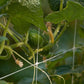 Hortonova Trellis (6 1/2' x 3280' Roll) Hortonova