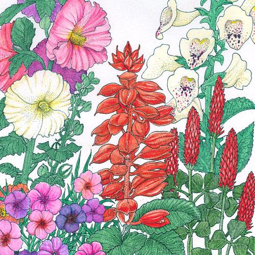 Hummingbird Garden Wildflower Mix (1/4 lb) - Grow Organic Hummingbird Garden Wildflower Mix (1/4 lb) Flower Seed & Bulbs