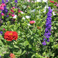North American Hummingbird Garden Wildlower Mix North American Hummingbird Garden Wildlower Mix (lb) Flower Seeds