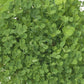 Hykon Rose Clover - Nitrocoated Seed (lb) Grow Organic