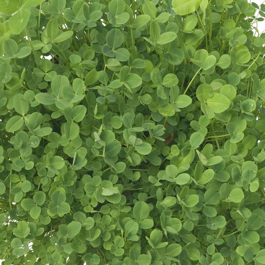 Hykon Rose Clover - Nitrocoated Seed (lb) Grow Organic