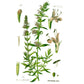 Strictly Medicinal Organic Hyssop, Official - Grow Organic Strictly Medicinal Organic Hyssop, Official Herb Seeds