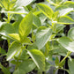 Organic Basil, Lemon (pack) - Grow Organic Organic Basil, Lemon (pack) Herb Seeds