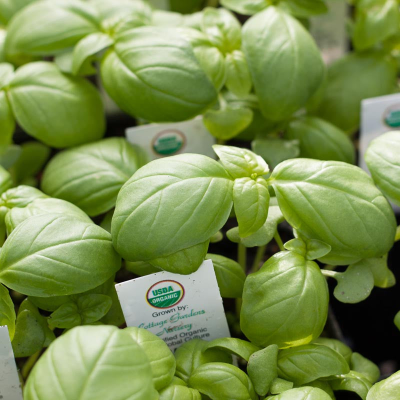 Organic Basil, Culinary Blend (pack) - Grow Organic Organic Basil, Culinary Blend (pack) Herb Seeds