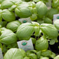 Organic Basil, Genovese (1/4 lb) - Grow Organic Organic Basil, Genovese (1/4 lb) Herb Seeds