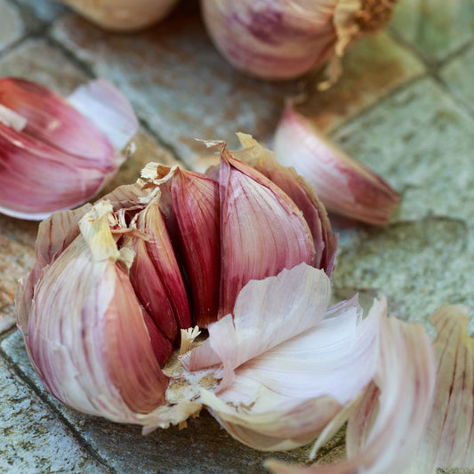 Organic Garlic, Red Italian - Grow Organic Organic Garlic, Red Italian (lb) Garlic, Onions & Leeks